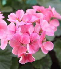 Muškát páskatý Jarka F1 - Pelargonium zonale - semená - 6 ks