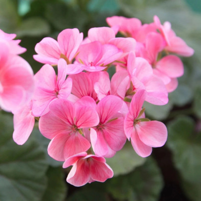 Muškát páskatý Jarka F1 - Pelargonium zonale - semená - 6 ks