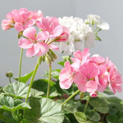 Muškát páskatý Jarka F1 - Pelargonium zonale - semená - 6 ks