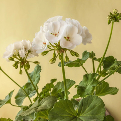 Muškát páskatý Blanka F1 - Pelargonium zonale - semená - 6 ks