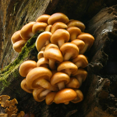 Šupinovka nameko - Pholiota nameko - sadba - 1 ks