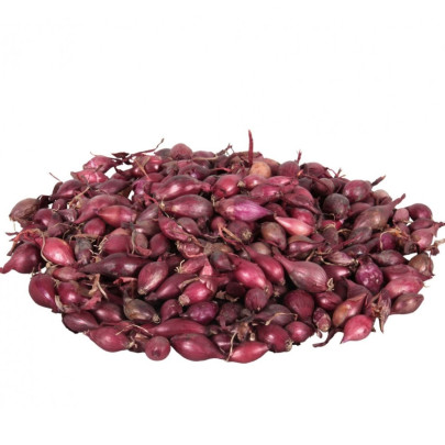 Cibuľa sadzačka Karmen - Allium cepa - cibuľky - 250 g