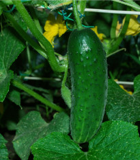 Uhorka Najada F1 - Cucumis sativus - semená - 15 ks