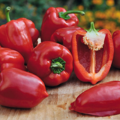 Paprika balkónová Almira Mini Red F1 - Capsicum annuum - semená - 5 ks