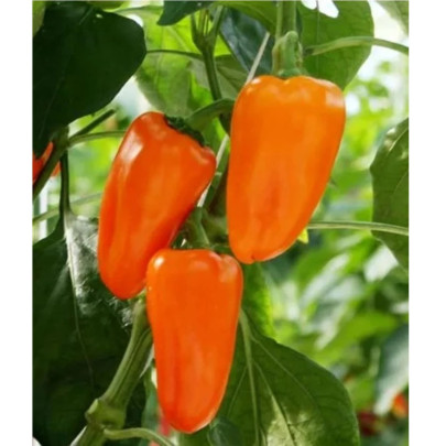 BIO Paprika Flynn F1 - Capsicum annuum - bio semená - 6 ks