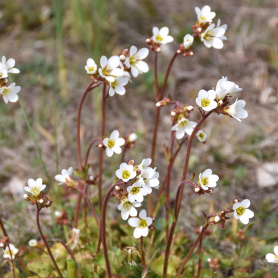 Lomikameň zrnitý - Saxifraga granulatá - semená - 100 ks