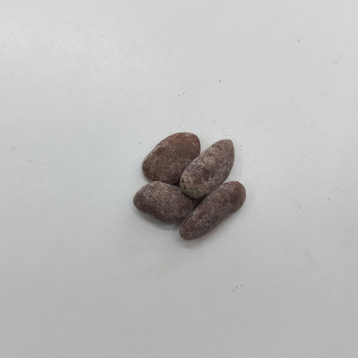 Indiánský banán Paw Paw - Asimina triloba - semená - 4 ks