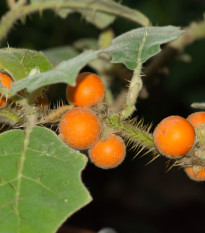 Chlpatý pomaranč - Solanum quitoense - semená - 5 ks