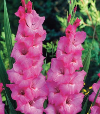Gladiola Fidelio - Gladiolus - cibuľoviny - 3 ks
