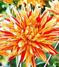 Georgína Striped Vulcan - Dahlia - cibuľoviny - 1 ks