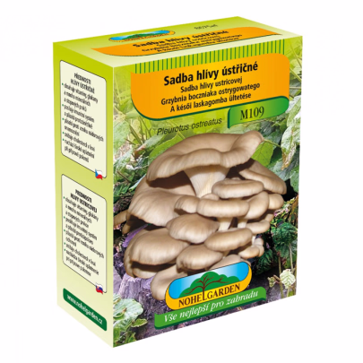 Hliva ustricová - Pleurotus ostreatus - sadivo - 250 ml
