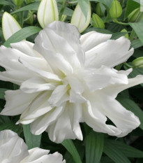 Ľalia Lotus Ice - Lílium - cibuľoviny - 1ks