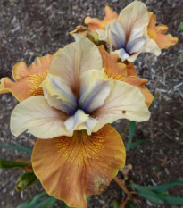 Kosatec sibírsky Orange Grooves - Iris sibirica - hľuzy - 1 ks