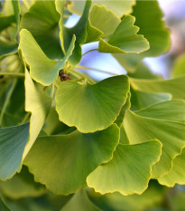 Ginko dvojlaločné - Ginkgo biloba - semená - 2 ks