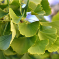 Ginko dvojlaločné - Ginkgo biloba - semená - 2 ks