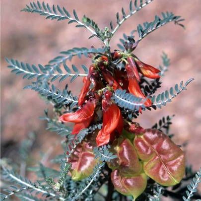 Africká bylina - Sutherlandia frutescens - semená - 4 ks