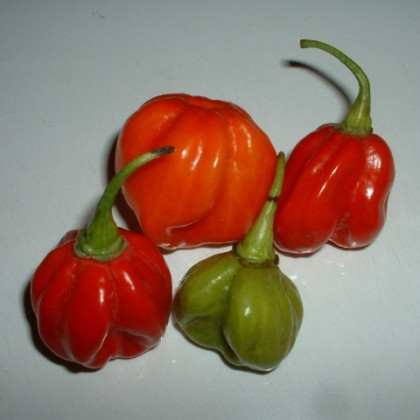 Chilli - Trinidad - Capsicum chinense - semená - 6 ks