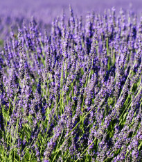 Levanduľa lekárska - Lavandula angustifolia - semená - 130 ks