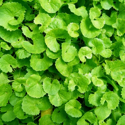 Gotu Kola - Centella asiatica - semená - 4 ks