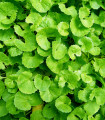 Gotu Kola - Centella asiatica - semená - 4 ks