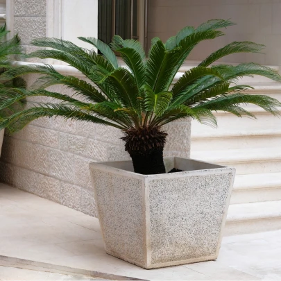 Cykas japonský - Cycas revoluta - semená - 2 ks