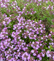 Materina dúška - Thymus serpyllum - semená - 500 ks