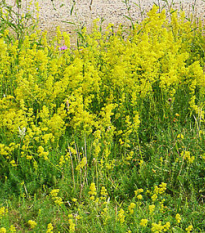 Lipkavec syridlový - Galium verum - semená -250 ks