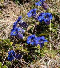 Horec bezbyľový - Gentiana acaulis - semená - 8 ks