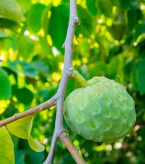 Anona čerimoja - Anona cherimoia - semená - 5 ks