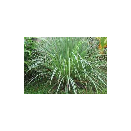 Citrónová tráva pravá - Cymbopogon winterianus - semená - 20 ks