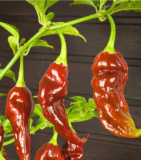 Chilli Bhut Jolokia Chocolate - Capsicum chinense - semená - 5 ks