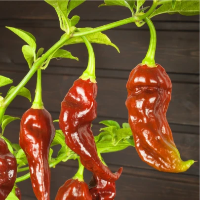 Chilli Bhut Jolokia Chocolate - Capsicum chinense - semená - 5 ks