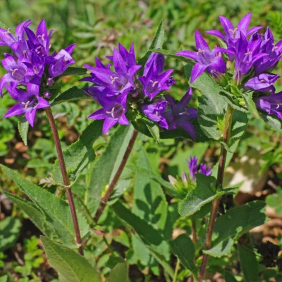 Zvonček klbkatý - Campanula glomerata - semená - 600 ks