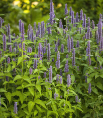 Agastache feniklová - Agastache foeniculum - semená - semená - 250 ks