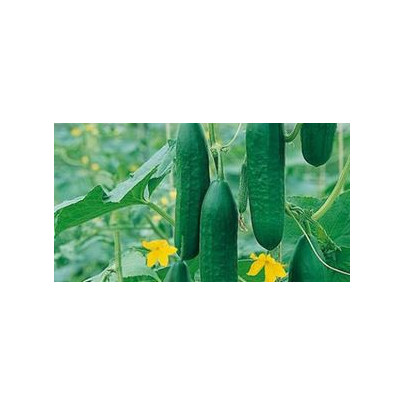 Uhorka Hadovka Paska F1 siata šalátová - Cucumis sativus - semená - 4 ks