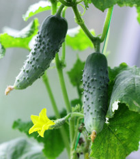 Uhorka nakladačka Hokus - Cucumis sativus - semená - 15 ks