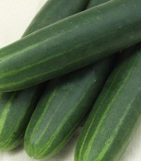 Uhorka šalátová Sonja - Cucumis sativus - semená - 15 ks