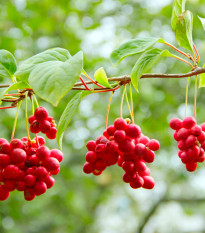 Schizandra čínska - Schisandra chinensis - semená - 6 ks