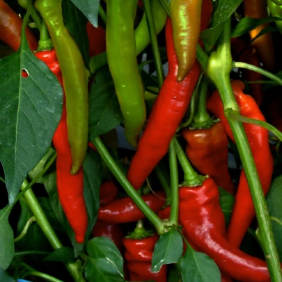 Paprika kozí/baraní roh Poseidon - Capsicum annuum - semená - 15 ks