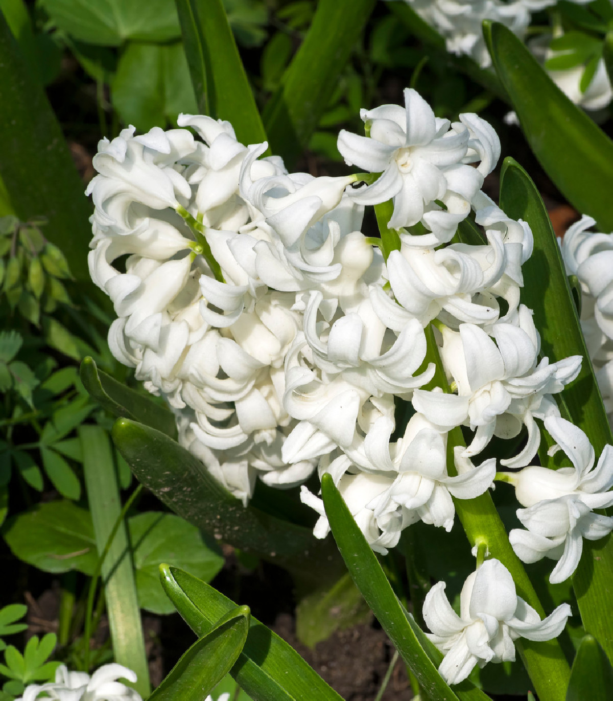 Hyacint White pearl - Hyacinthus orientalis - cibuľoviny - 1 ks