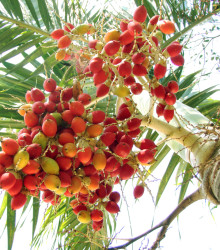 Palma - Carpentaria Acuminata - semená - 4 ks