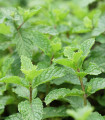 Mäta klasnatá - Mentha viridis - semená - 25 ks