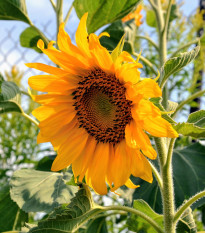 Slnečnica Topolino - Helianthus annuus - semená - 7 ks