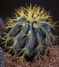 Ferokaktus - Ferocactus chrysacanthus - semená - 6 ks