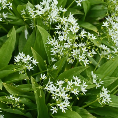 Medvedí cesnak - Allium ursinum - cibuľoviny - 3 ks