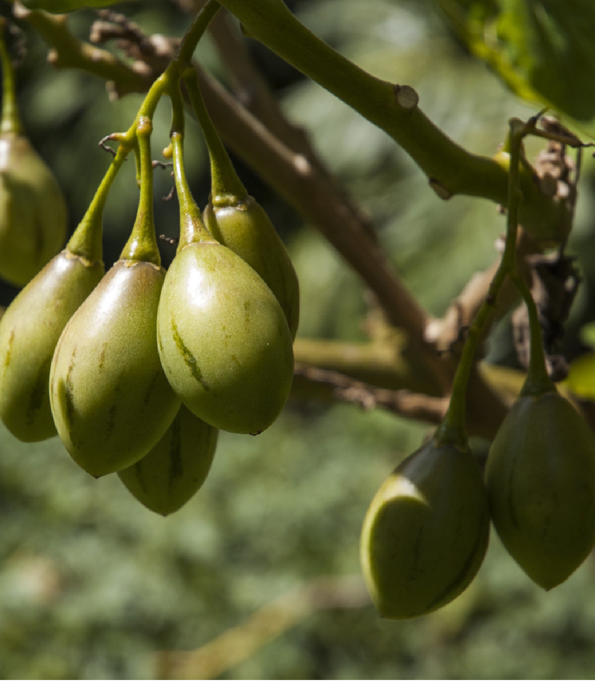 Pepino gold - Solanum muricatum - semená - 5 ks