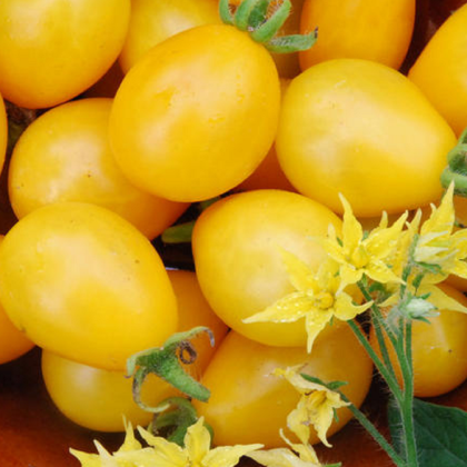 Paradajka Ildi - kolíková paradajka - Lycopersicon lycopersicum L. - semená - 0,1 g