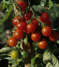 Previsnutá paradajka Tom Red - Solanum lycopersicum - semená - 8 ks