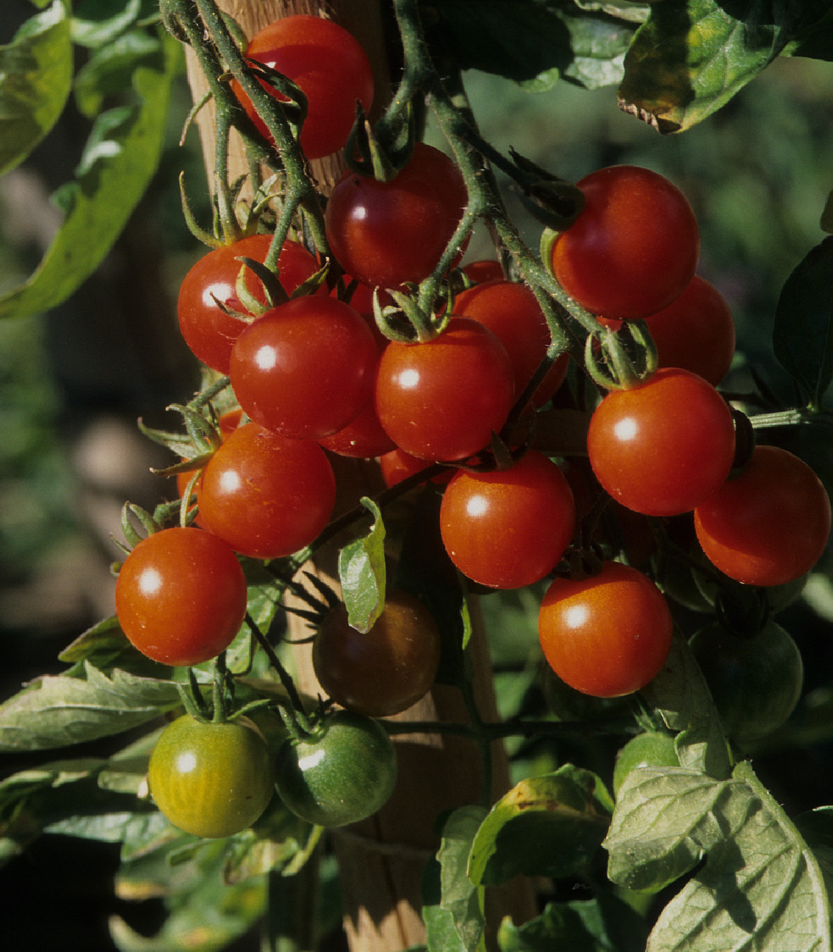 Previsnutá paradajka Tom Red - Solanum lycopersicum - semená - 8 ks