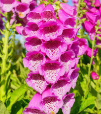 Náprstník fialový - Digitalis purpurea - semená - 400 ks